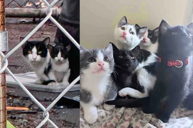 They Help Cat and Her Kittens Found in an Alley, Then One Day She Enters a Store, Claiming It As Her Own