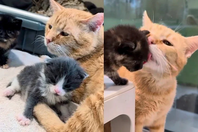 Cat Turns on ‘Dad’ Mode and Starts Caring for Kittens in Need After Moving Indoors