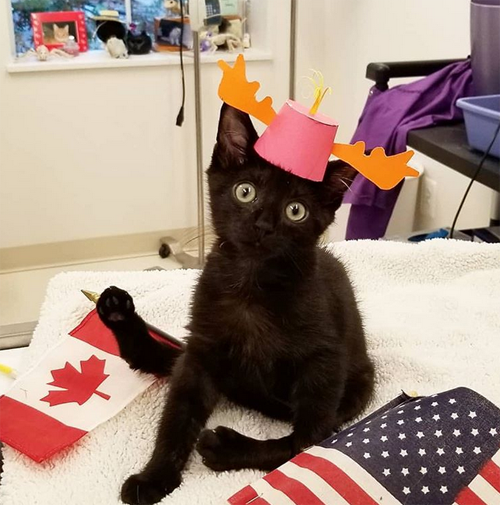 Meet The Fun And Feisty Kitten With Manx Syndrome Who Found The Perfect Forever Home Through Social Media