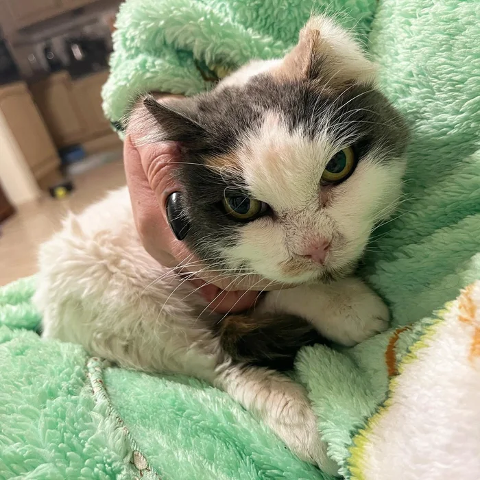 Cat Drools with Happiness When She Finds People to Help Her After Spending Nearly 10 Years Outdoors