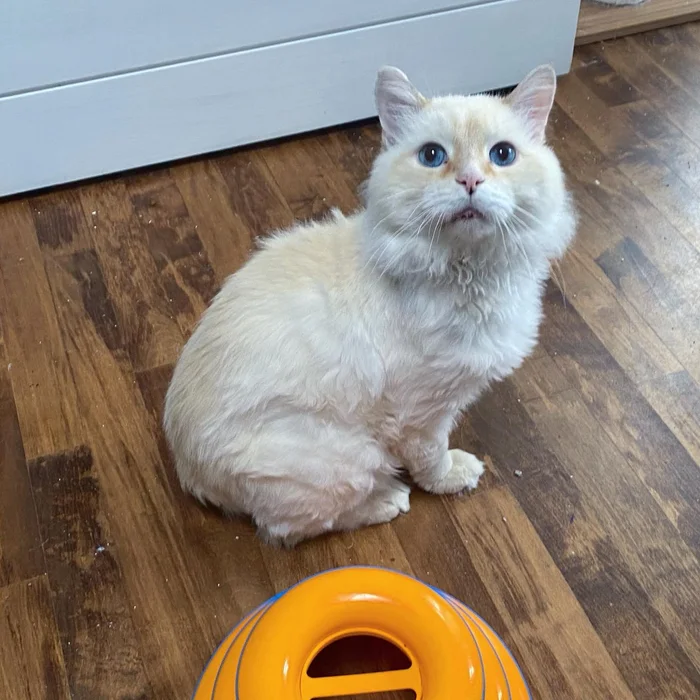 Cat Found Outside Unable to Move, But After Weeks Indoors, He Becomes Happiest Cat He was Always Meant to Be